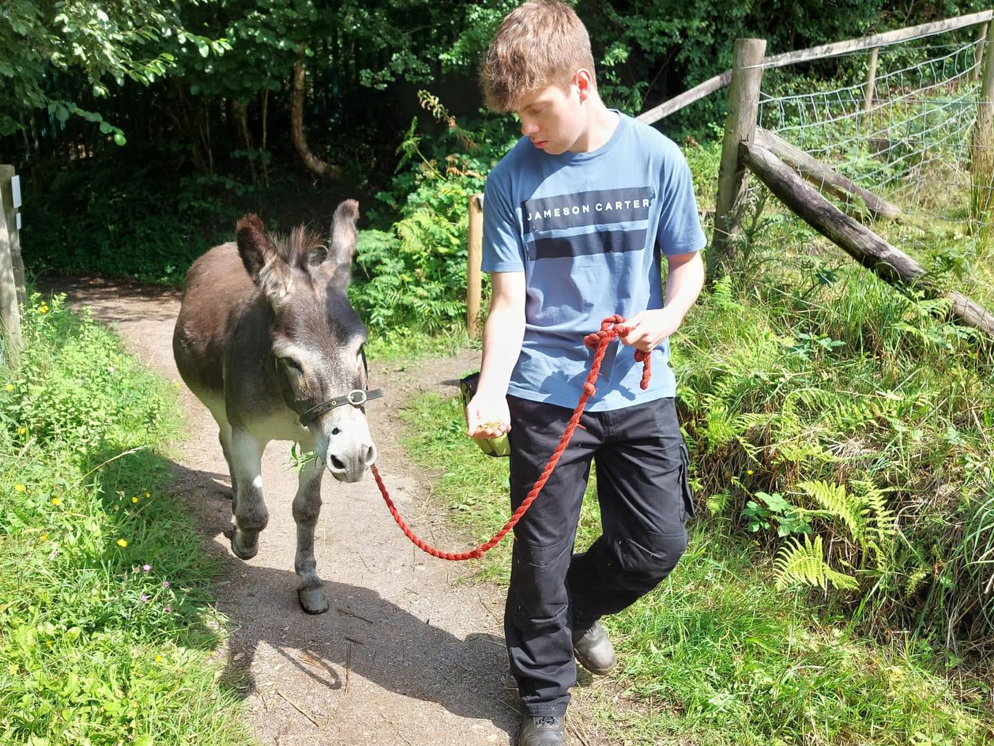 Boy walking a donkey